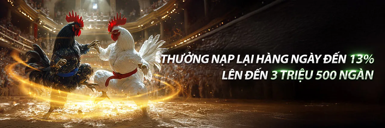 Một trận đấu đá gà cựa sắt đầy kịch tính trên gd365 trang chủ